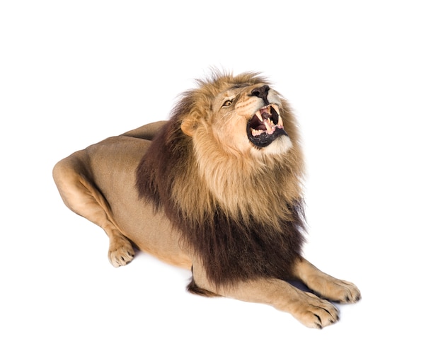 Lion, Panthera leo on a white isolated