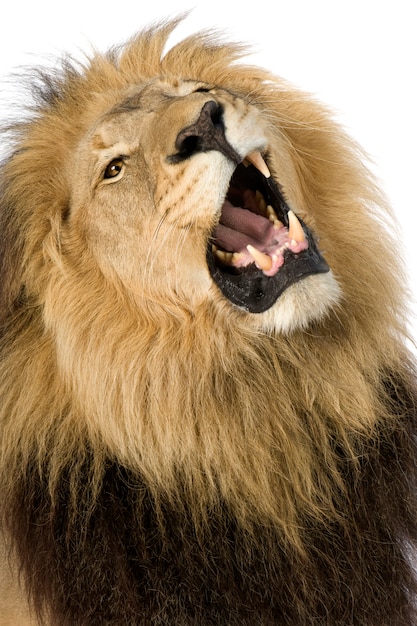 Lion, Panthera leo on a white isolated