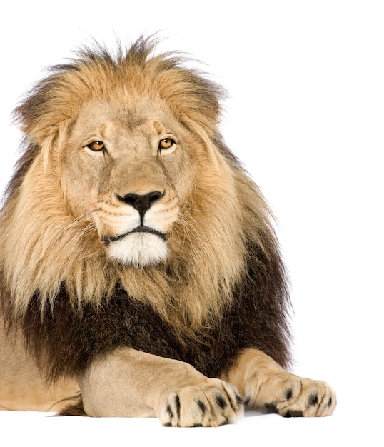 Photo lion, panthera leo on a white isolated