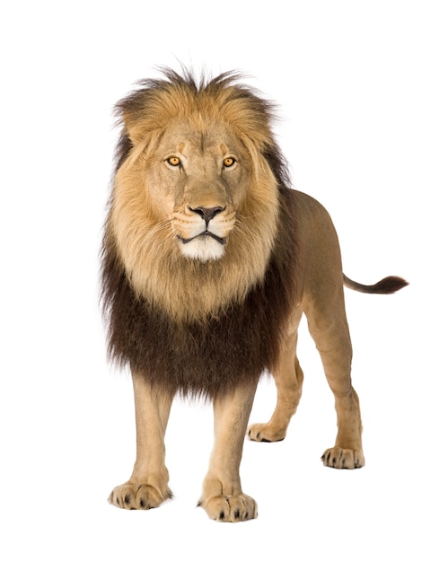 Lion, Panthera leo on a white isolated