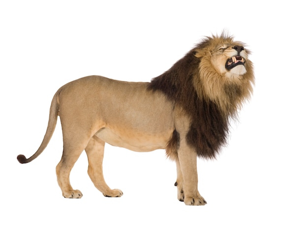 Lion, Panthera leo on a white isolated