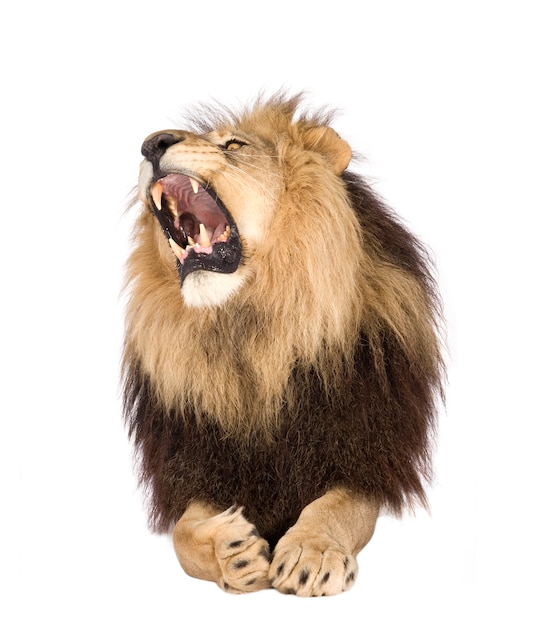 Lion, Panthera leo on a white isolated