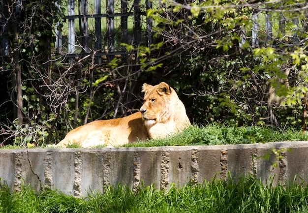 Лев, Panthera leo