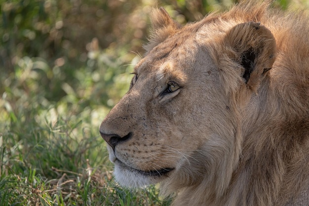 Lion Panthera leo