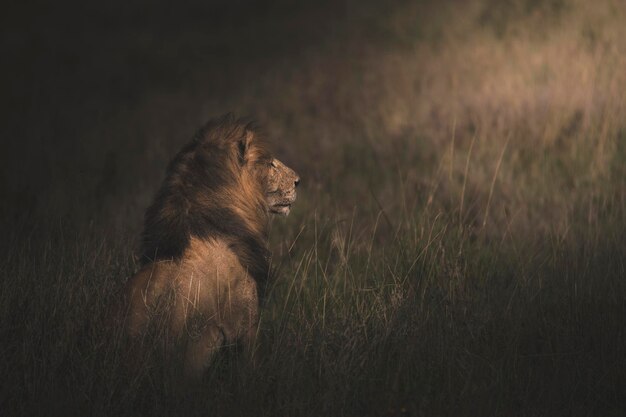 Lion Panthera leo