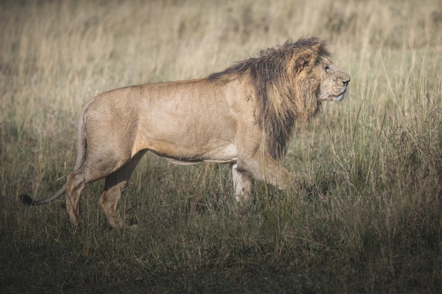 Foto leone panthera leo