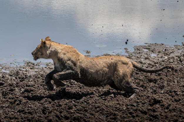 Lion Panthera leo