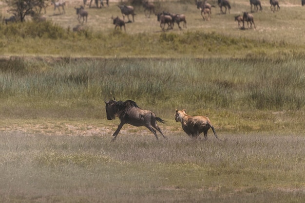 Leone panthera leo