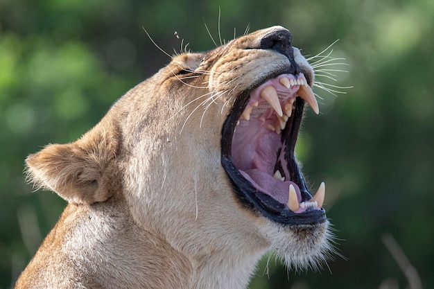 Lion Panthera leo