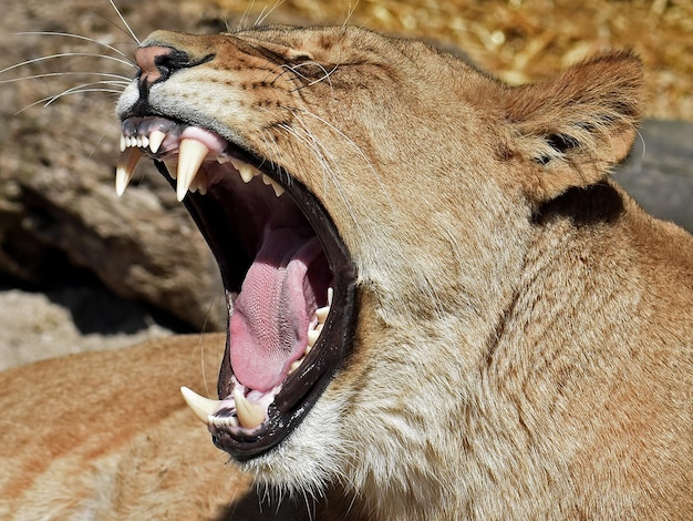 Lion Panthera leo