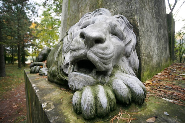 Photo lion in a park