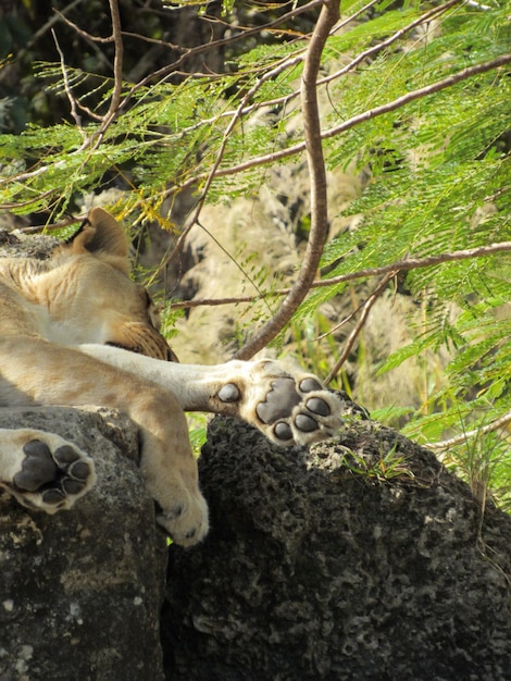 Foto impronta della zampa del leone