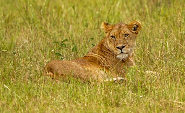 Lion on the plains of serengeti savannah