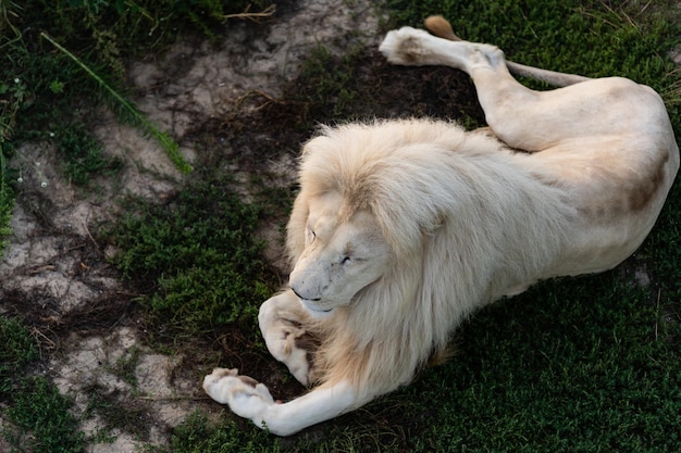 Lion. Portait lion in white lights. Photo of the animal world. Portrait of a dominant predator.