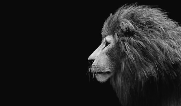 Premium Photo | Lion portrait on black black and white 3d illustration
