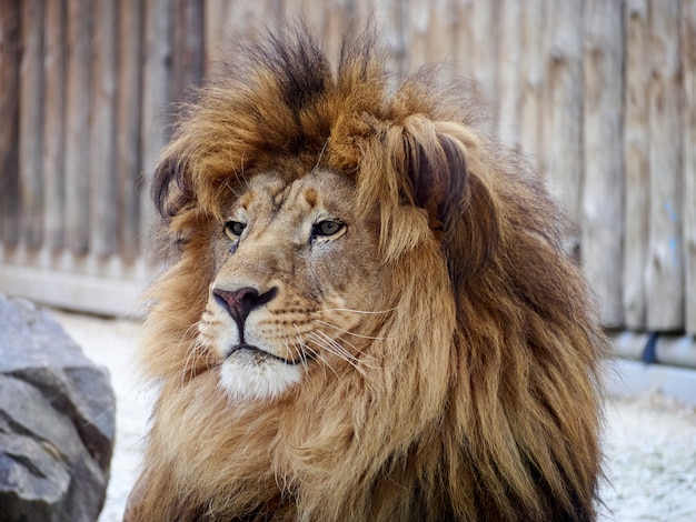 Lion portrait mane predator zoo