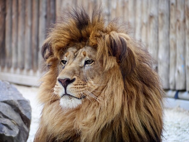 Photo lion portrait mane predator zoo