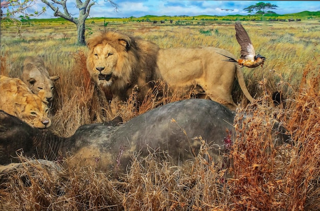 Foto lion pride op jacht in de savanne.