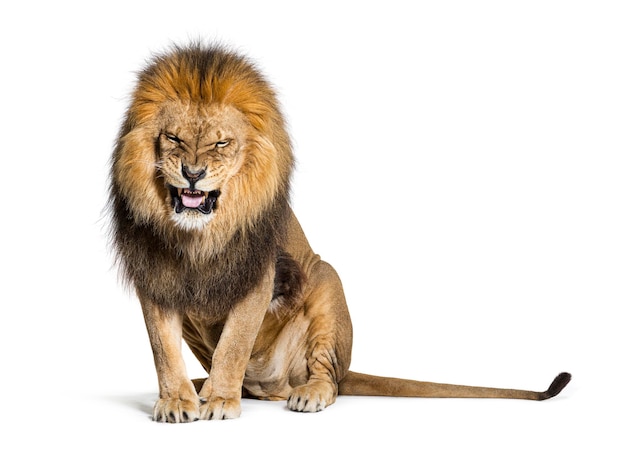 Lion pulling a face and looking at the camera isolated on white