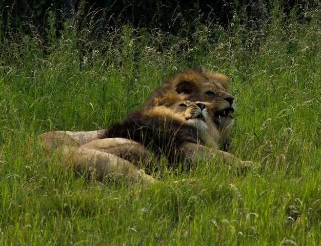 Foto il leone che si rilassa sul campo