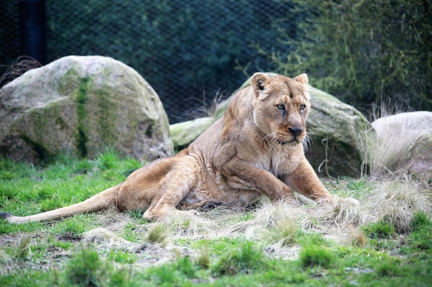 Lion relaxing on grass