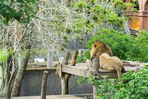 写真 動物園の木のプラットフォームでリラックスするライオン