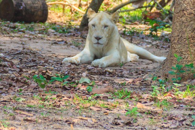 Photo lion relaxing outdoors