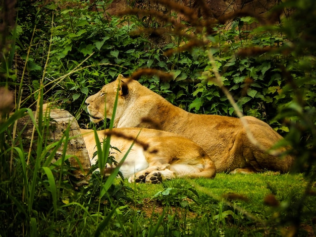 Photo lion relaxing on plants