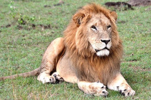 Lion resting on grassy field