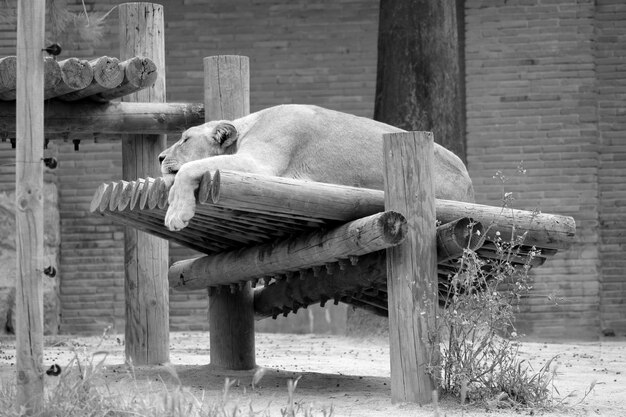 写真 動物園で木製の板の上に座っているライオン