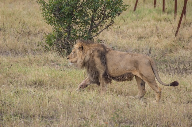 Lion Running on the plains