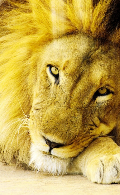 A lion's head is resting on a pillow.