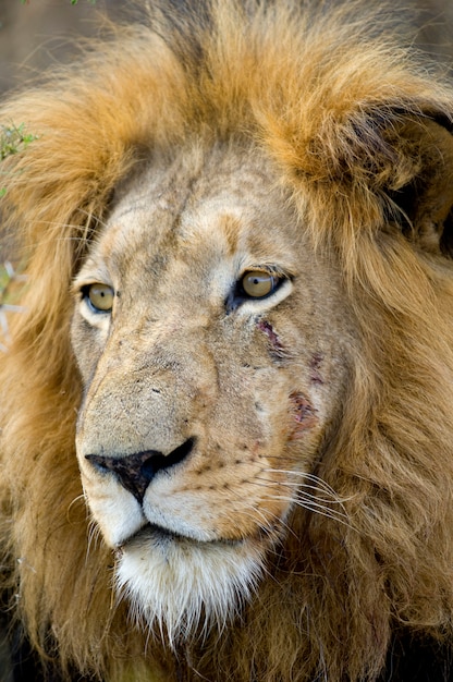 Testa di leone - panthera leo allo stato brado