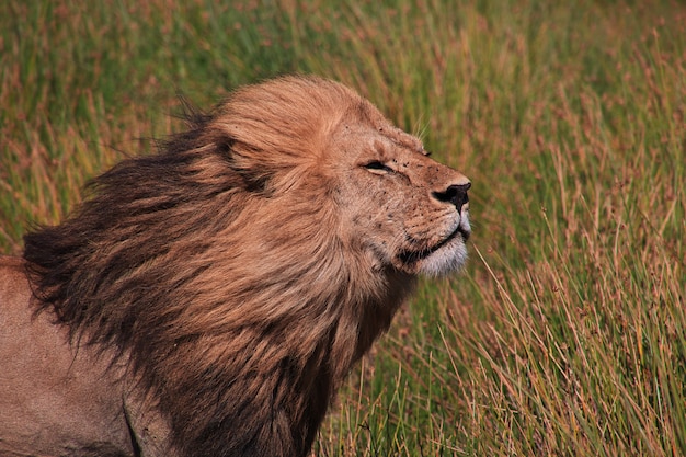 Leone su safari in kenia e tanzania, africa