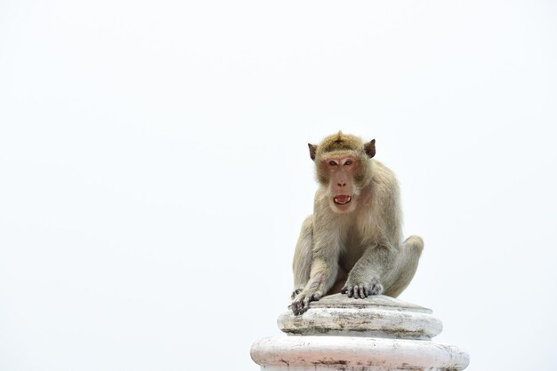 Photo lion sitting against clear sky