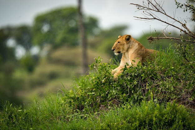 Photo lion sitting amidst plants in forest