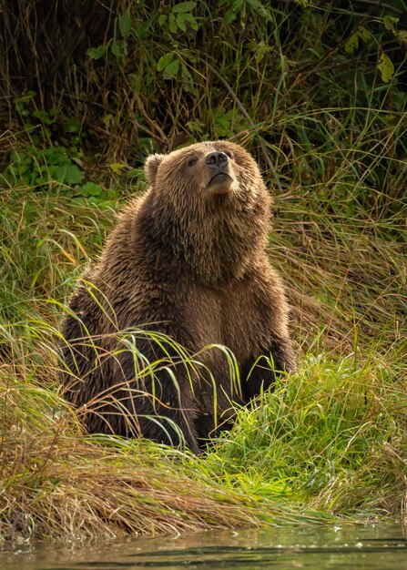 Photo lion sitting on a field