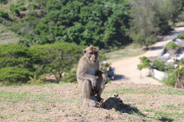 Photo lion sitting on land