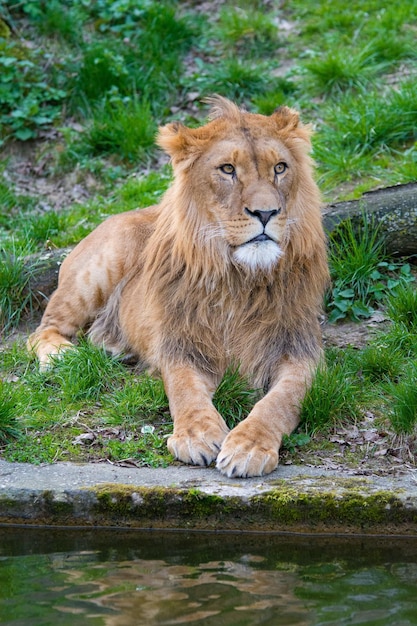 Lion sitting resting on the grass strong lion sitting resting\
on the grass