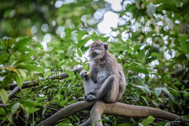 Foto il leone seduto sul ramo dell'albero