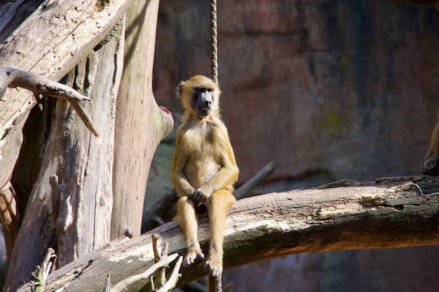 動物園の木の上に座っているライオン