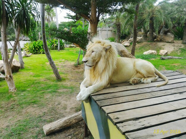 Foto leone seduto su un tavolo di legno allo zoo