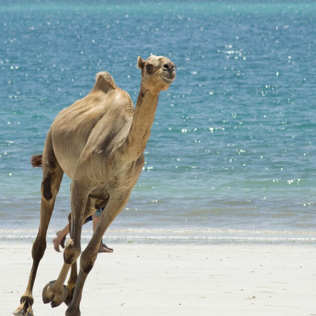 Foto il leone in piedi sulla spiaggia contro il mare