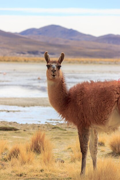 Foto il leone in piedi su un campo