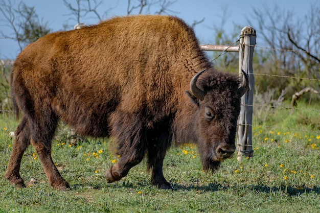 Foto il leone in piedi in un campo