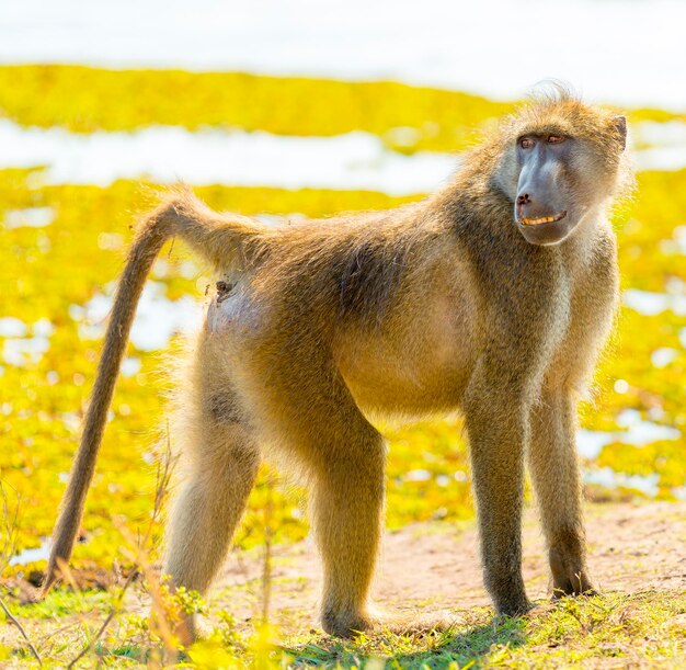 Lion standing on field