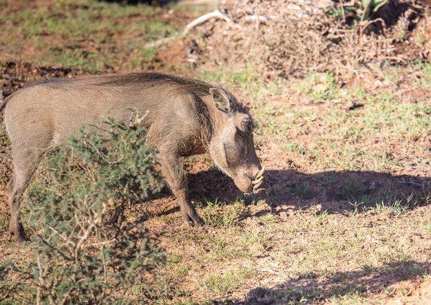 写真 野原に立っているライオン