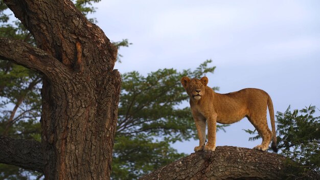 Photo lion standing on the tree hd image