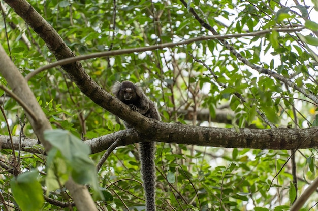 Lion tamarin in the tree watching Park in Rio de Janeiro Brazil Free monkey in the wild