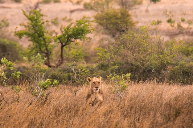 Foto il leone cammina sul campo